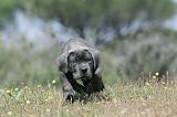 CANE CORSO 313